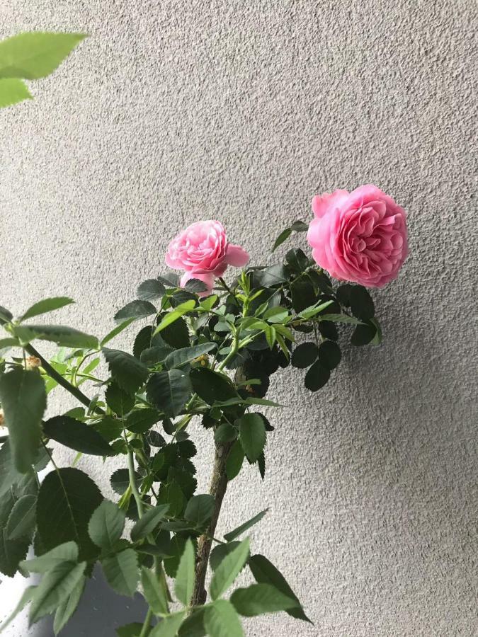Apartament Lucky 布鲁斯茨丹斯基 外观 照片